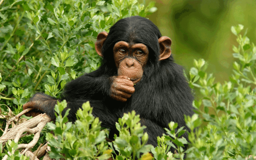 Chimpanzees in Kibale Forest on a 10-day Uganda primate safari