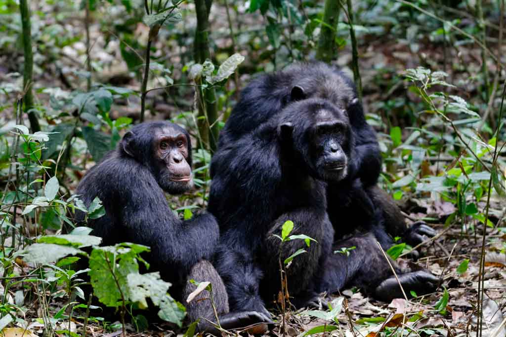 6 day Uganda safari Murchison Kibale Queen Elizabeth