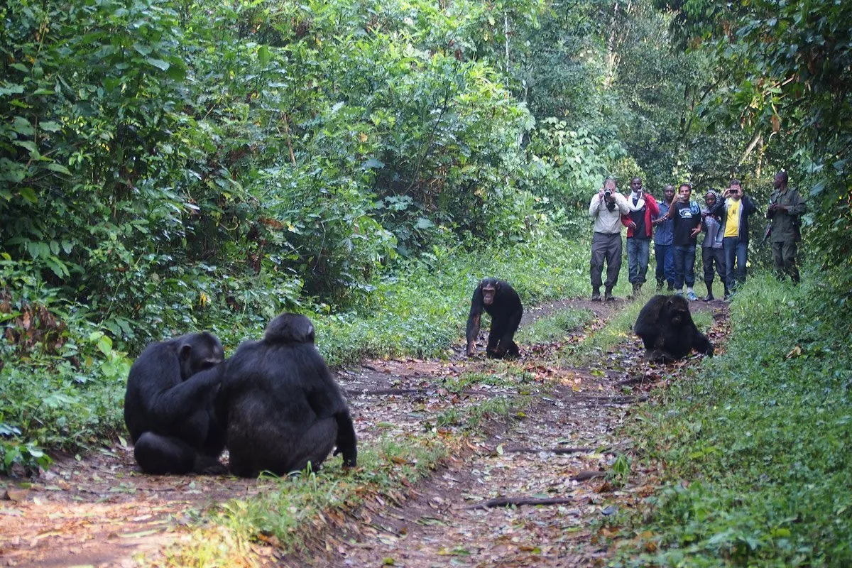 Trekkers on a chimpanzee trek in Kibale Forest, part of a Kibale and Queen Elizabeth safari