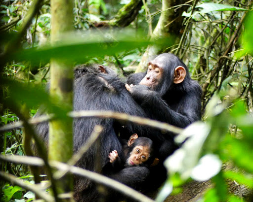 Family at a Kibale lodge preparing for the split day — adults trek, children stay behind
