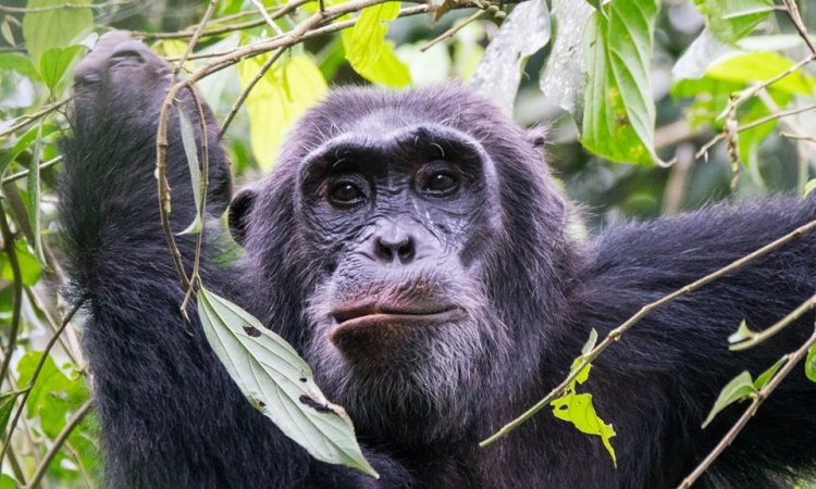 A gentle forest trail in Kibale suitable for most fitness levels