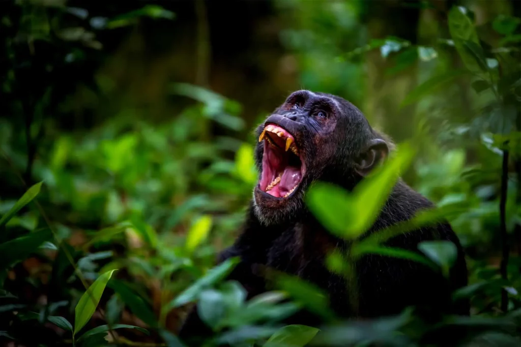 Kibale Forest at dusk as the chimpanzees build their night nests