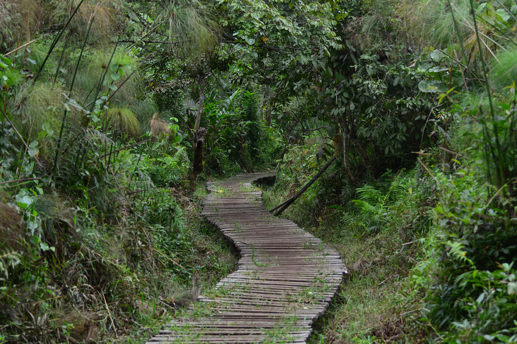 Kibale Forest trail in the wet season during chimpanzee trekking
