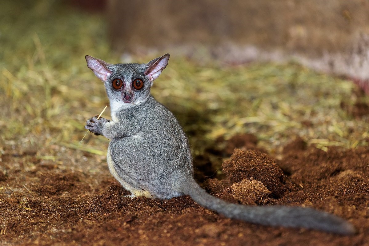 A galago (bushbaby) on a branch during a Kibale night forest walk