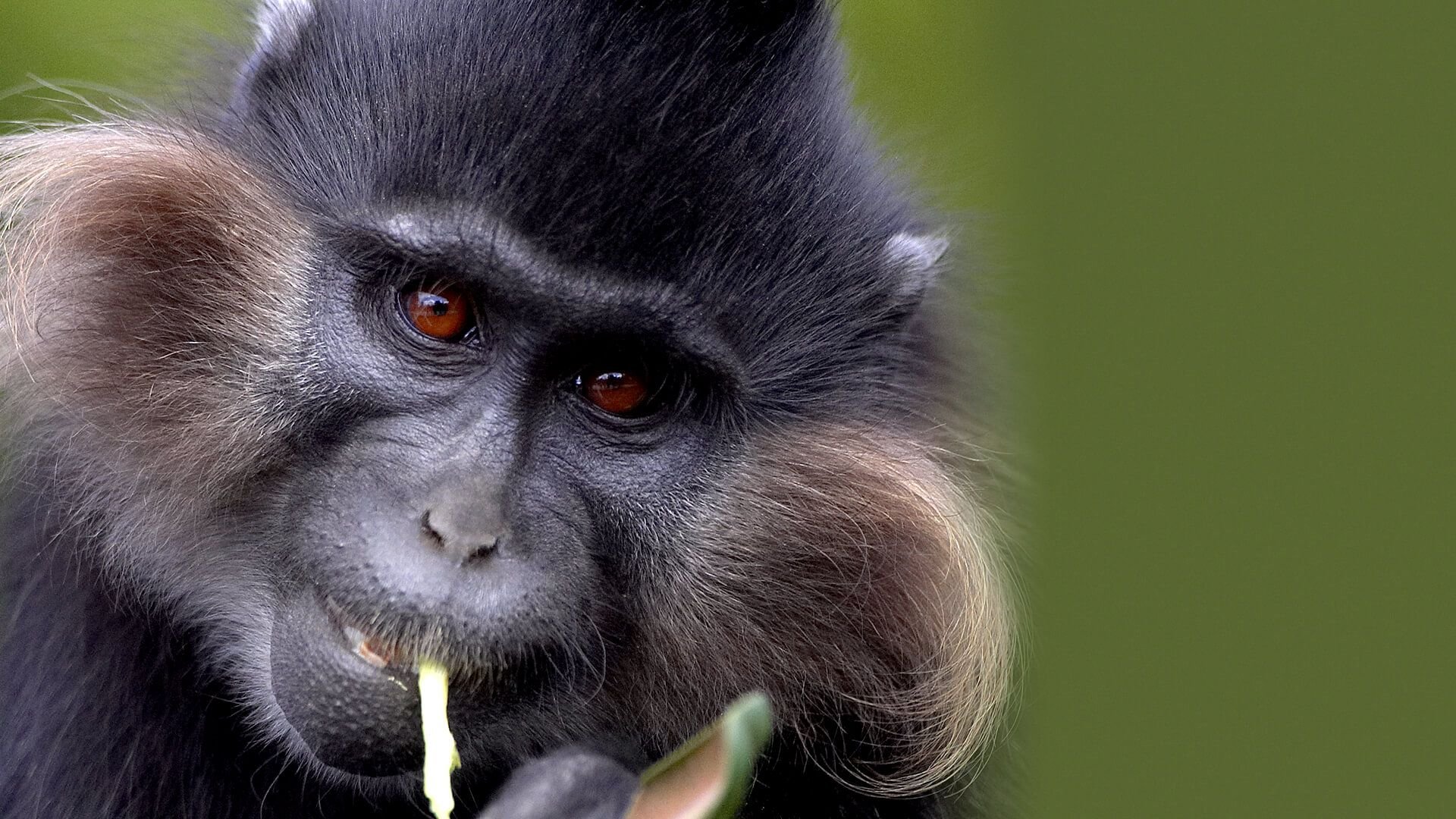 Grey-cheeked mangabeys in the forest edge of Kibale