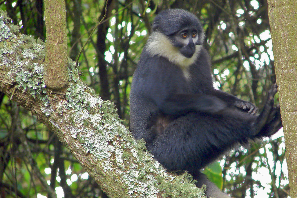 L'Hoest's monkey on the forest floor of Kibale