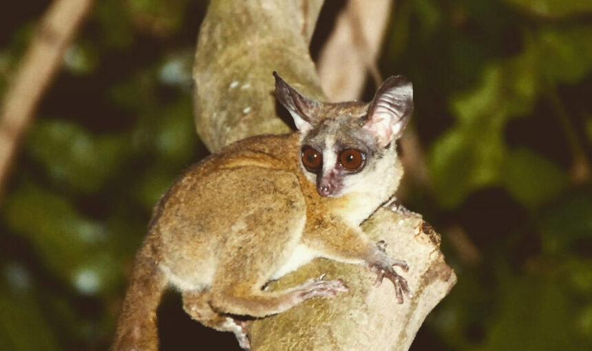 Kibale Night Forest Walk: A Complete Guide