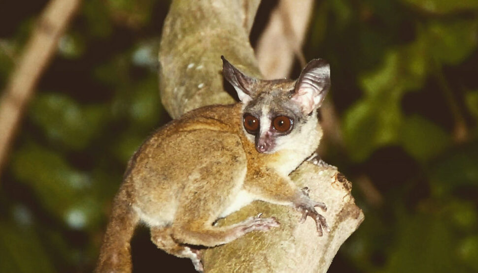 A galago or bushbaby during a night forest walk in Kibale
