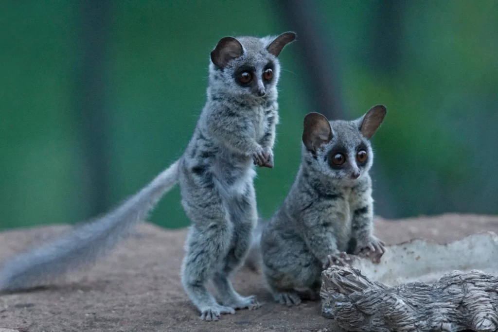 A galago seen on a Kibale night forest walk