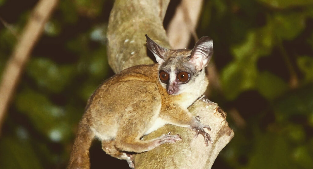 A galago or bushbaby during a night forest walk in Kibale