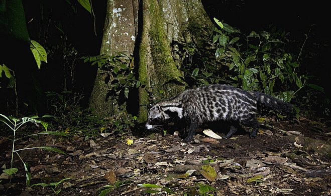 Kibale night forest walk — guide with a headlamp leading a small group on a trail after dark