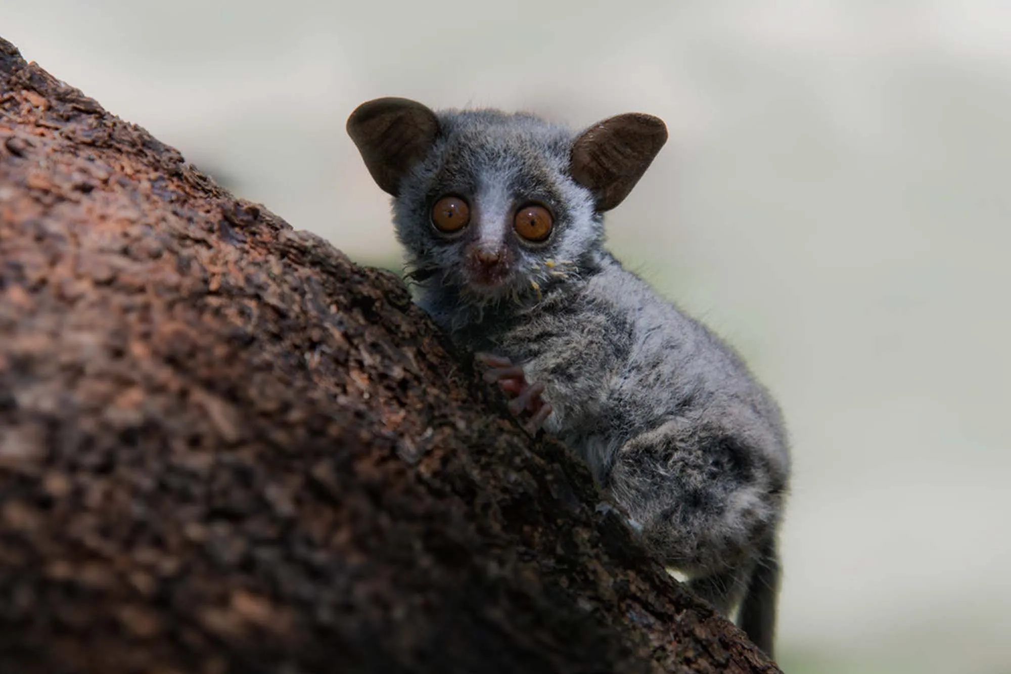 A potto gripping a branch in the dark canopy of Kibale Forest