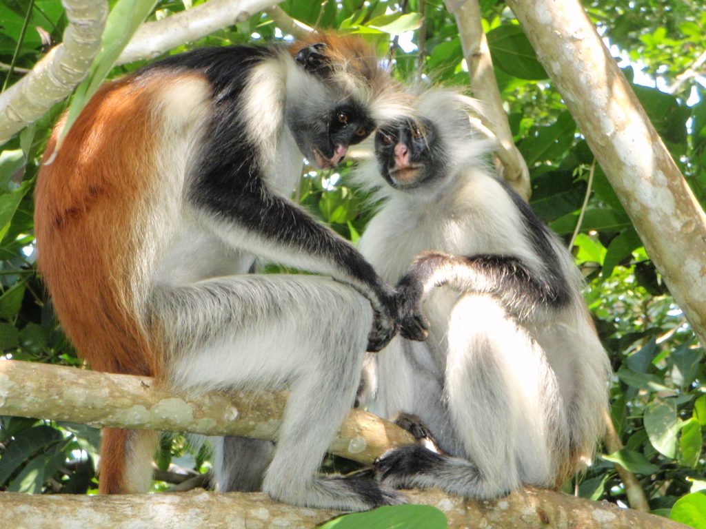 Red colobus monkeys in the canopy of Kibale Forest