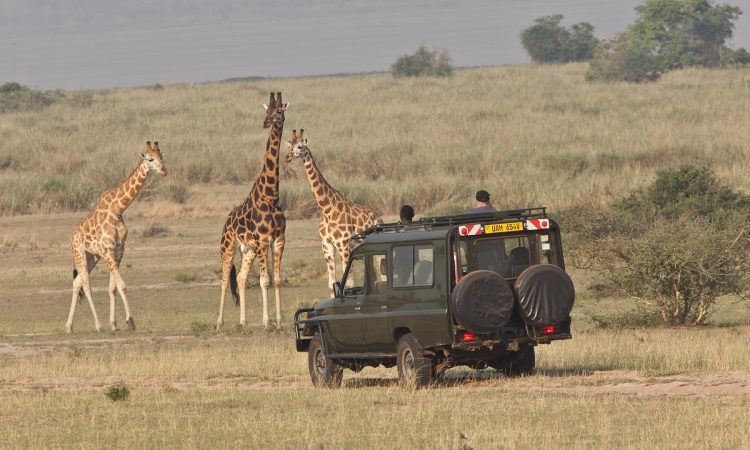 5 Day Kidepo Valley Safari: Uganda's Wildest Park 4 Lions on a game drive in the Narus Valley of Kidepo Valley National Park
