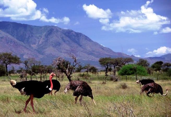 5 Day Kidepo Valley Safari: Uganda's Wildest Park 3 Ostriches on the savannah in Kidepo Valley National Park