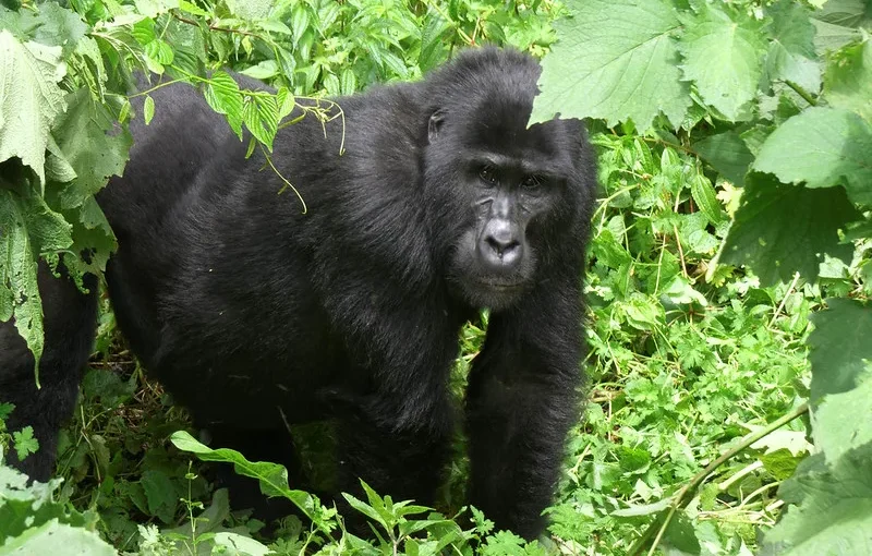Kutu Gorilla Family: Rushaga’s Compact Kahungye Offshoot