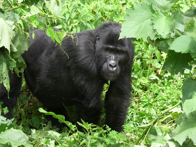 Kutu gorilla family in the forest of Rushaga sector, Bwindi Impenetrable National Park