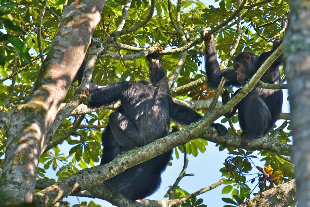 What to Wear for Chimpanzee Trekking: A Complete Guide 3 Trekker on the steep descent into Kyambura Gorge during a chimpanzee trek
