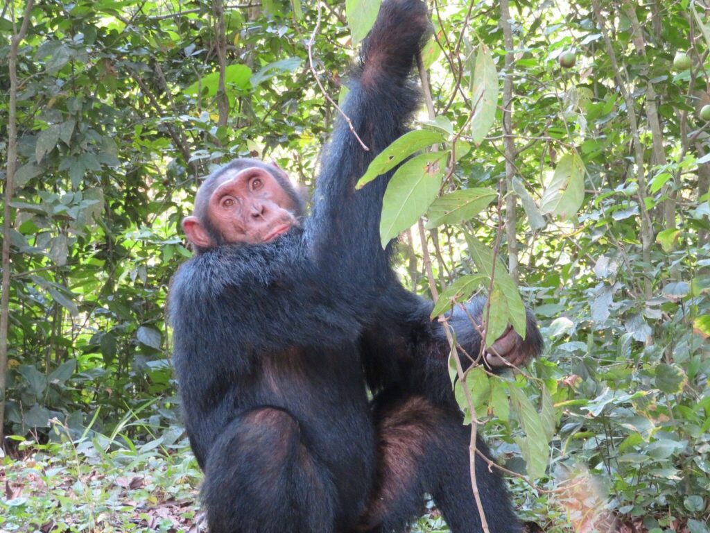 Kyambura Gorge Chimpanzee Tracking: The Complete Guide 4 The forested floor of Kyambura Gorge, the habitat of its chimpanzee community