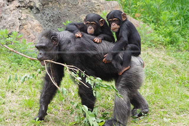 Kyambura Gorge Chimpanzee Tracking: The Complete Guide 3 Ranger briefing trekkers before the Kyambura Gorge chimpanzee trek