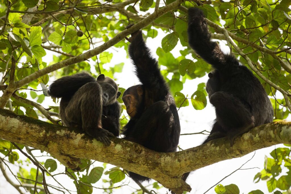 Steep descent into Kyambura Gorge during a chimpanzee trek