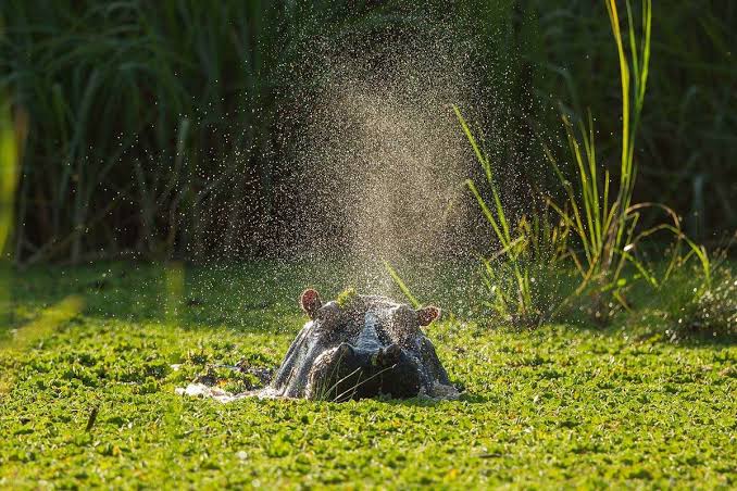 A boat cruise on Lake Mburo past hippos and wetlands