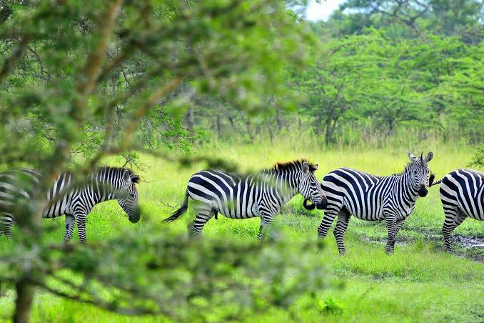 Children watching zebras from a safari vehicle at Lake Mburo