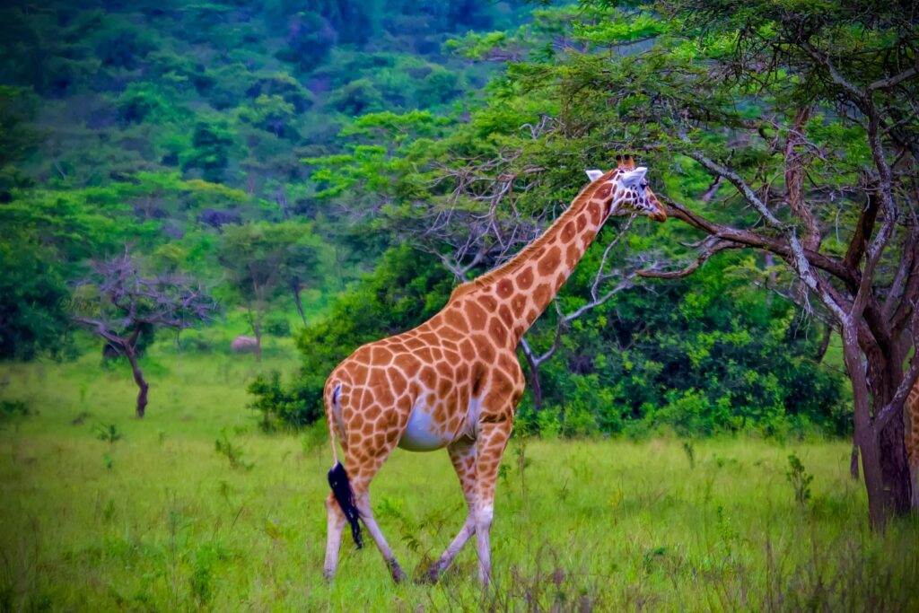 A ranger-guided walking safari in Lake Mburo National Park