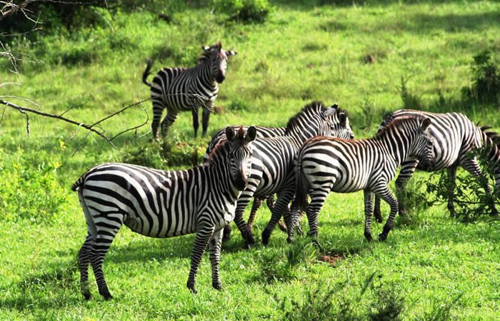 2 Day Lake Mburo Safari from Kampala: What to Expect