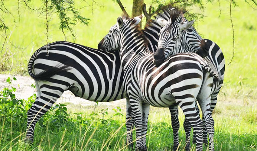 Zebras on a game drive in Lake Mburo National Park
