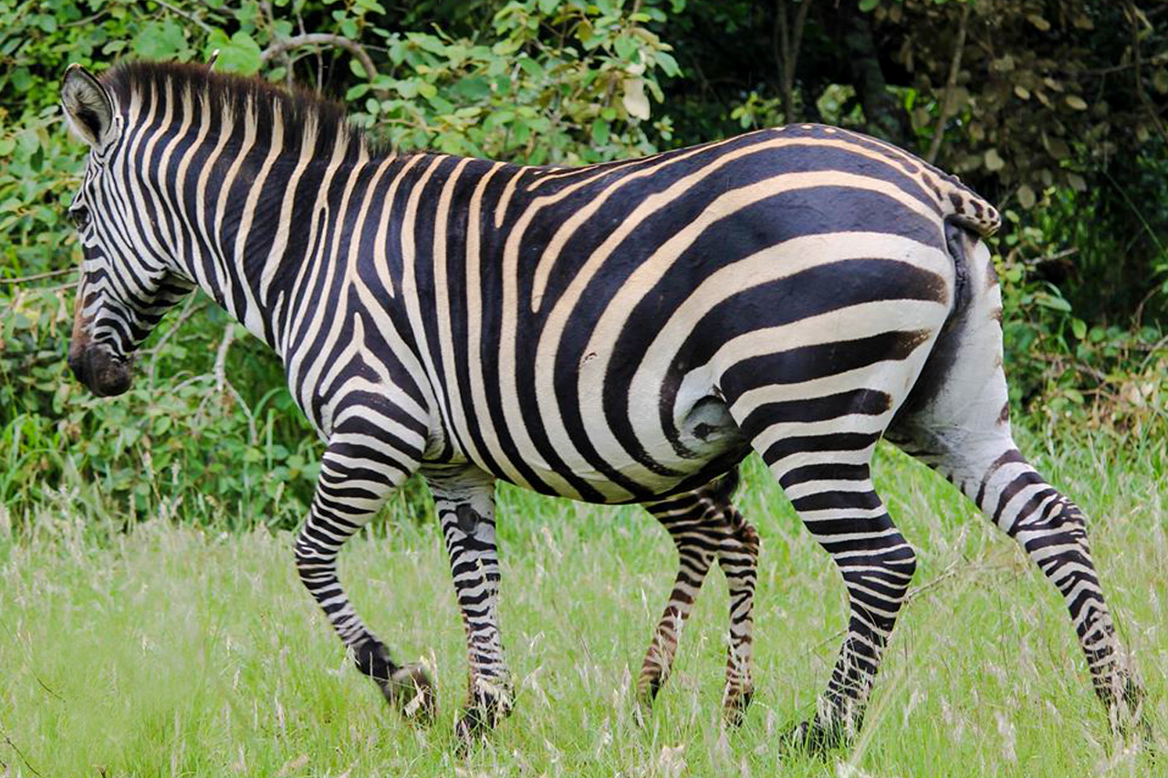 Zebras at Lake Mburo on the return leg of the safari