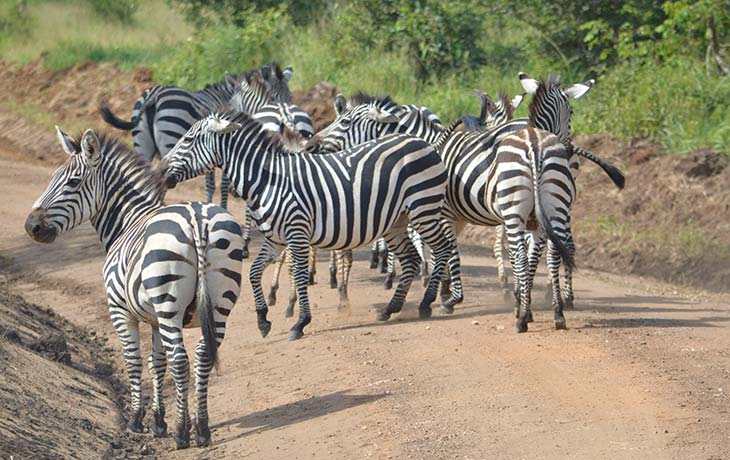 Zebras on the savannah at Lake Mburo National Park