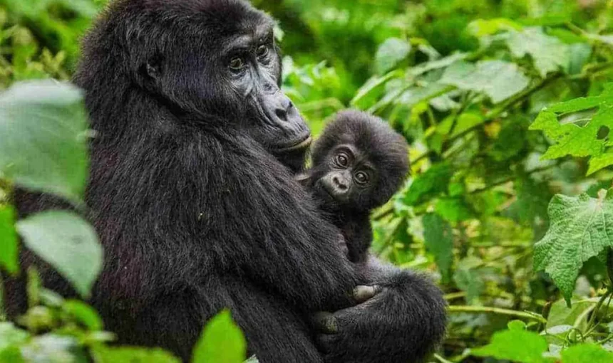 Last Minute Gorilla Permit Uganda: How to Book at Short Notice