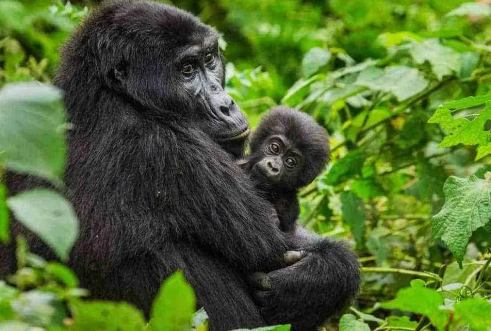 Last minute gorilla permit Uganda — trekker booking a Bwindi permit days before arrival
