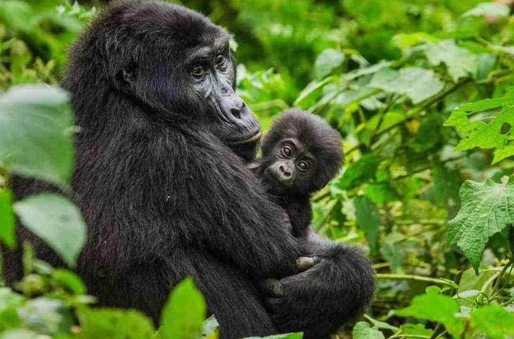Last minute gorilla permit Uganda — trekker booking a Bwindi permit days before arrival