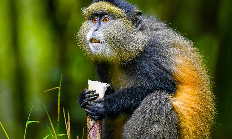 Golden monkeys in the bamboo zone of Mgahinga Gorilla National Park