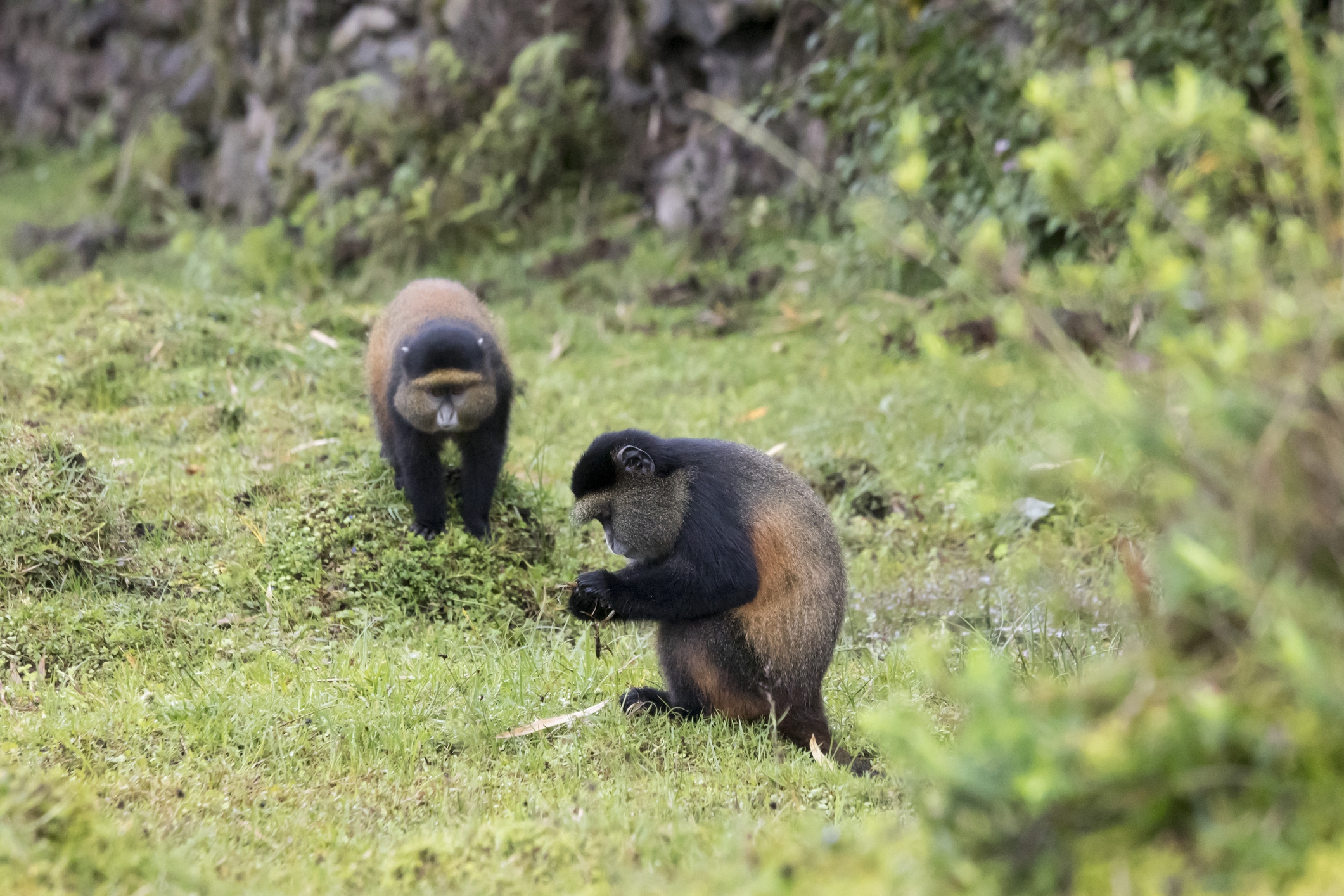 Trekker on the slopes of the Virunga Volcanoes in Mgahinga during a golden monkey trek