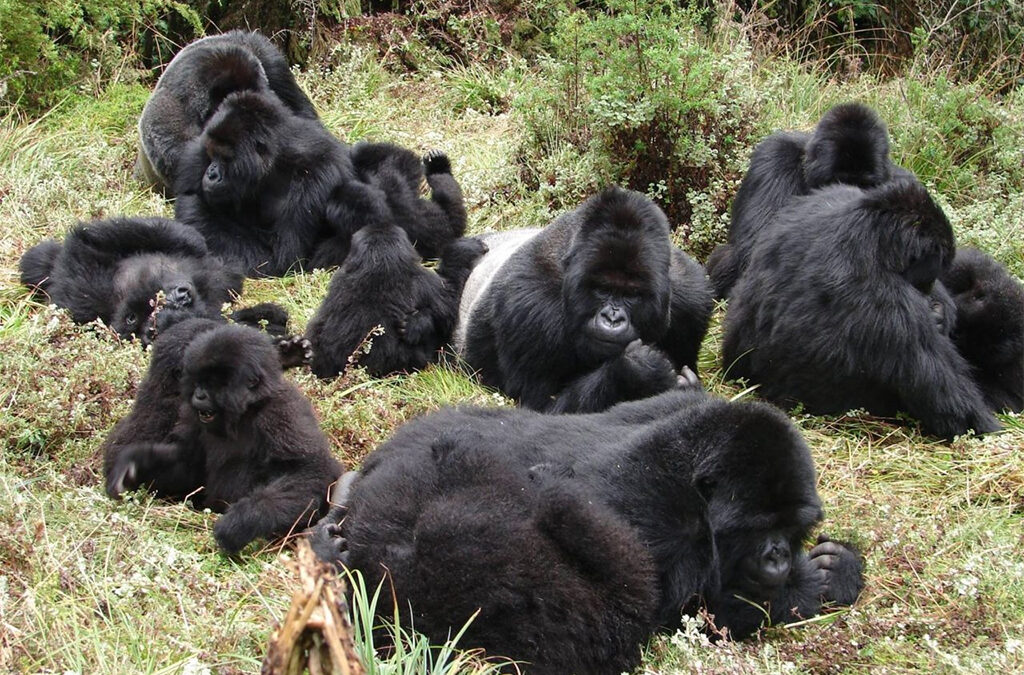 Nyakagezi Gorilla Family: Mgahinga's Border-Crossing Group 4 Trekker on a volcanic slope trail in Mgahinga during a Nyakagezi gorilla trek