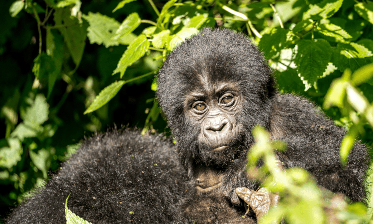 Mishaya gorilla family in the forest of Rushaga sector, Bwindi Impenetrable National Park