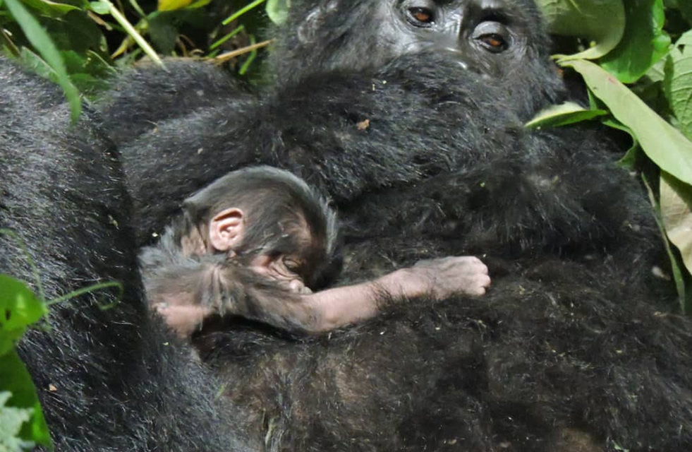 Forest ridge in Rushaga where the Mishaya family ranges after silverback succession