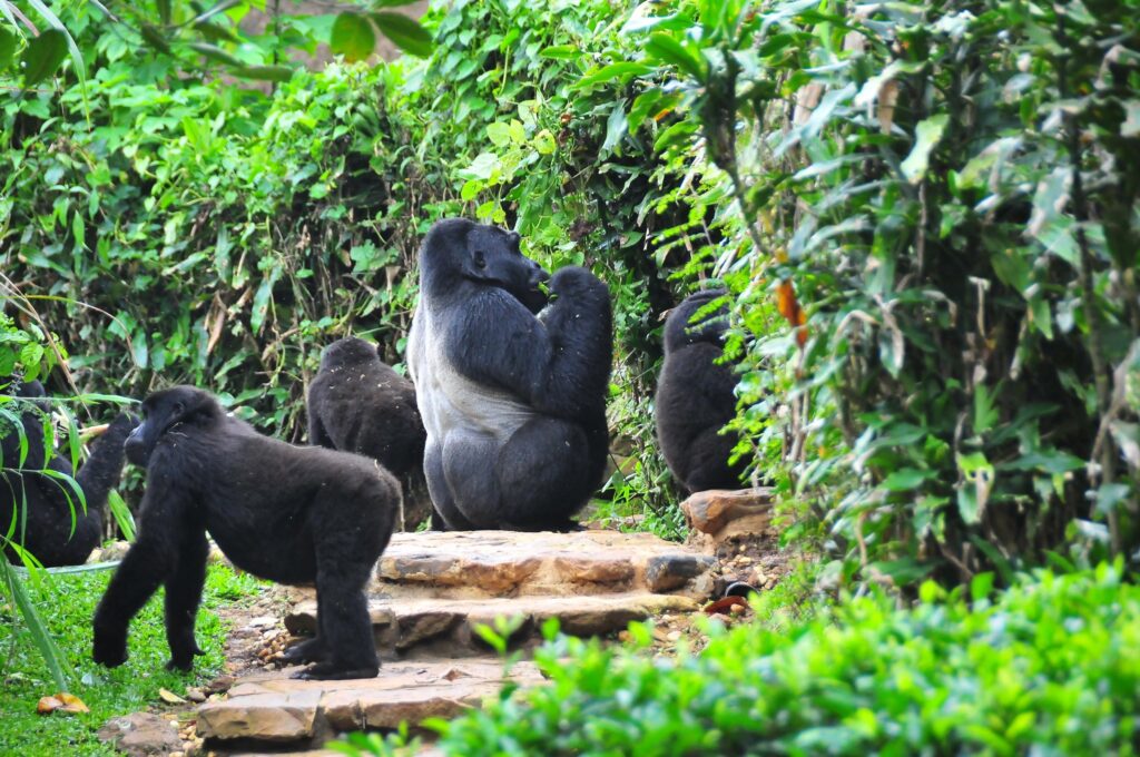 A mountain gorilla family in Bwindi during the one-hour viewing window
