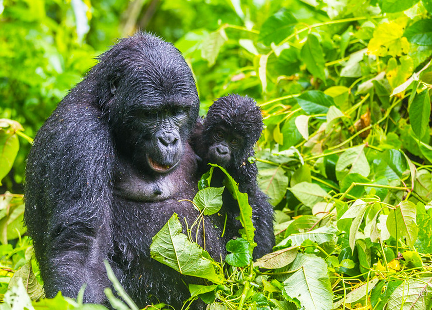Trekker on a forest trail in Buhoma during a Mubare gorilla group trek