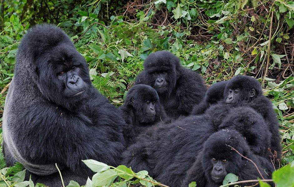 Map showing the Mubare gorilla group's home range near Mubare hill, Buhoma