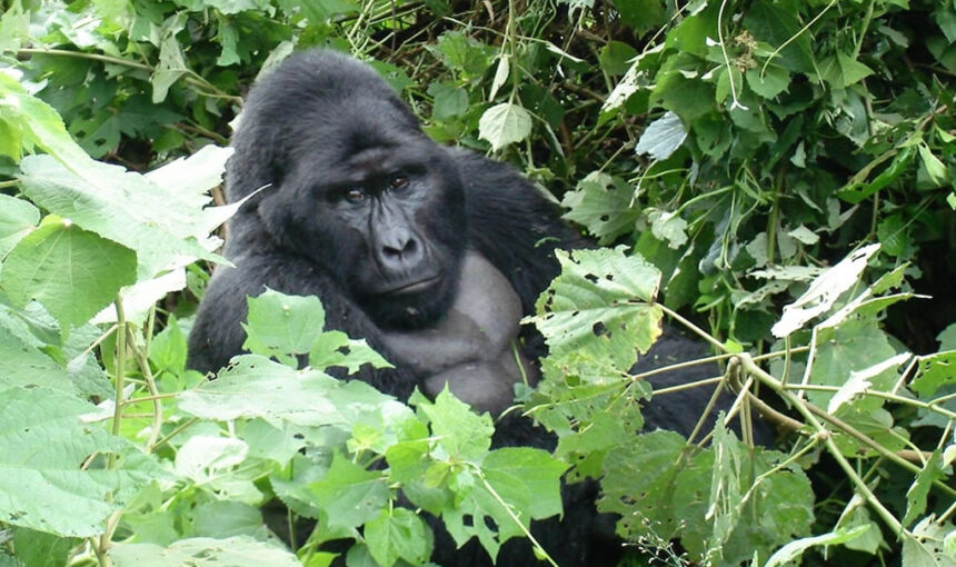 Mubare Gorilla Group: Bwindi’s First Habituated Family