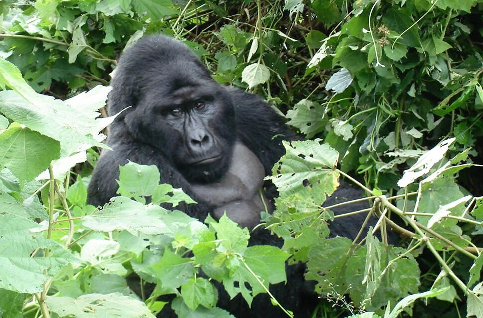 Mubare gorilla group in the forest of Buhoma, Bwindi Impenetrable National Park