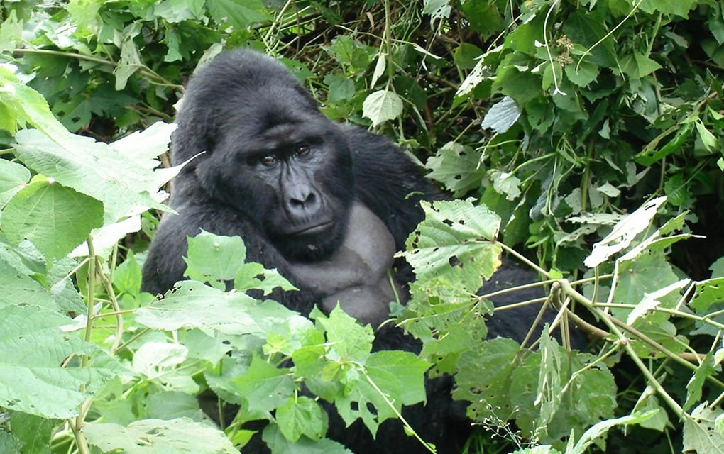 Mubare gorilla group in the forest of Buhoma, Bwindi Impenetrable National Park