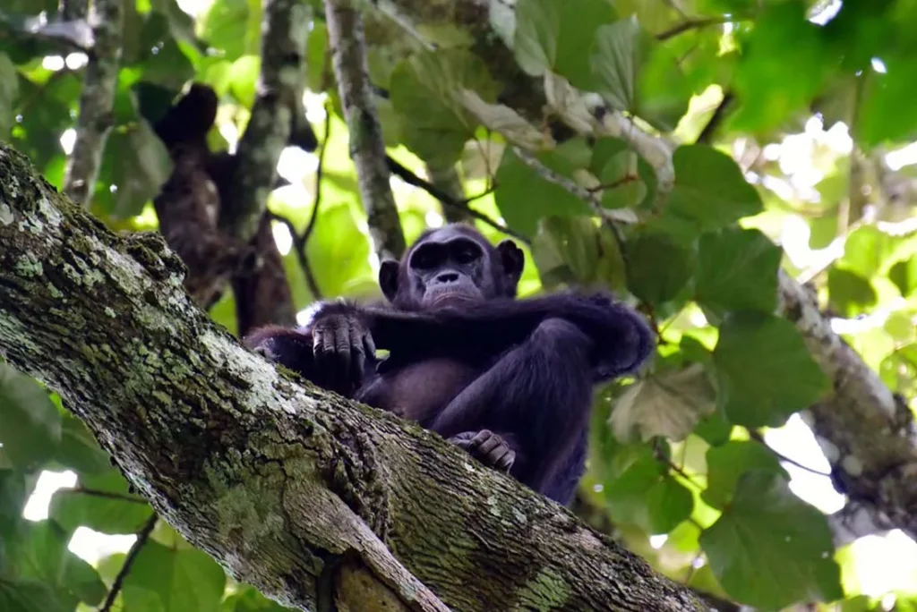 Murchison Falls on the Nile, paired with Budongo Forest chimpanzee trekking
