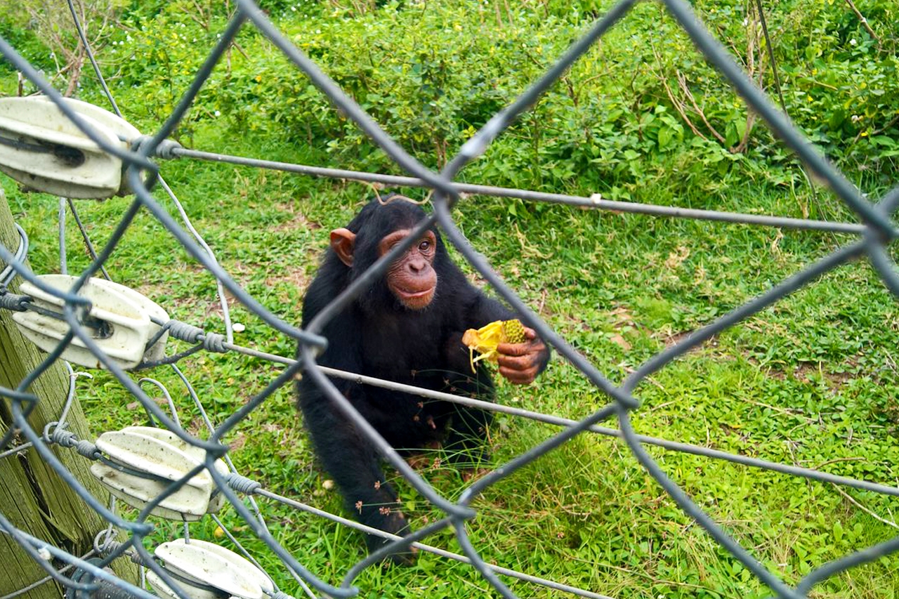 Chimpanzees at a feeding platform on Ngamba Island