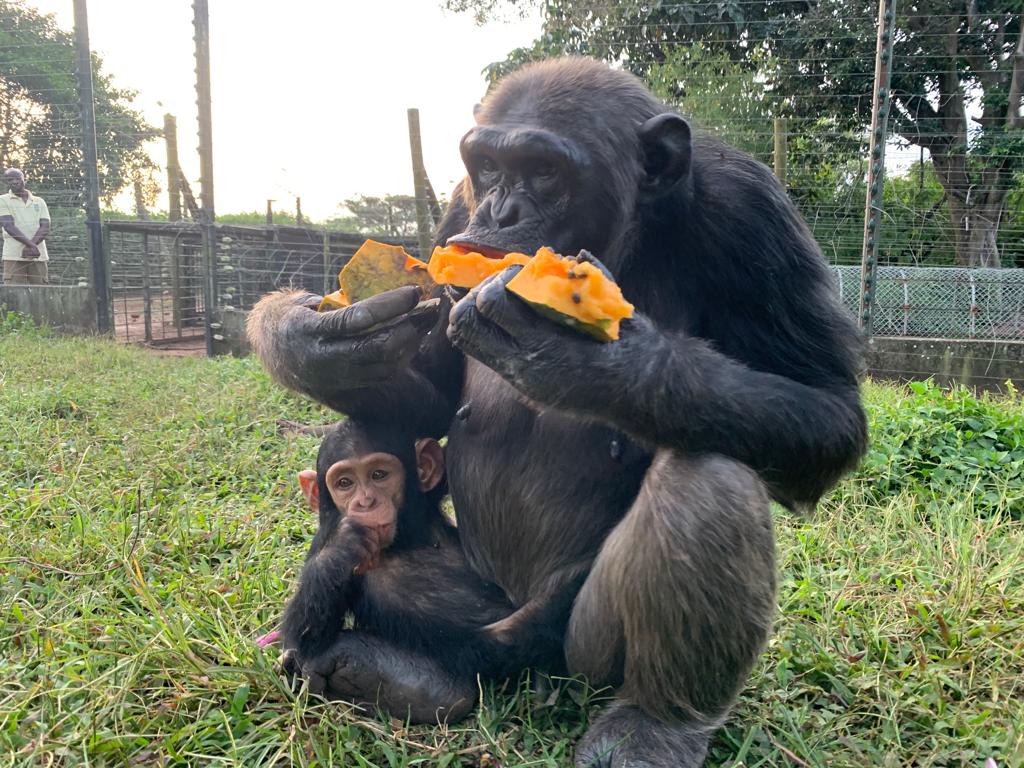 Chimpanzees building evening nests on Ngamba Island