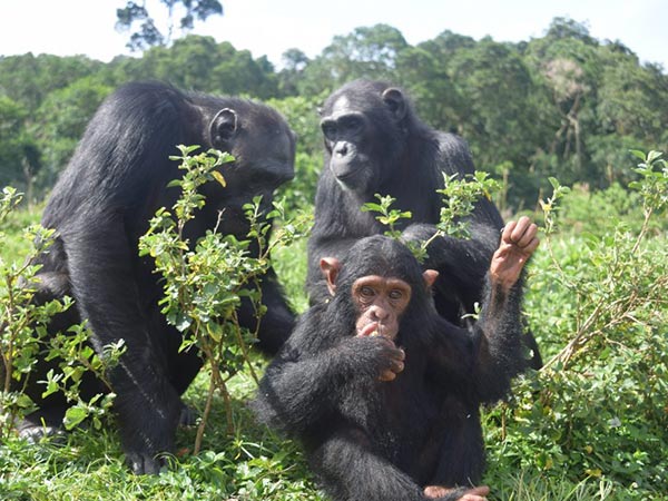 A family with children on the boat to Ngamba Island chimpanzee sanctuary